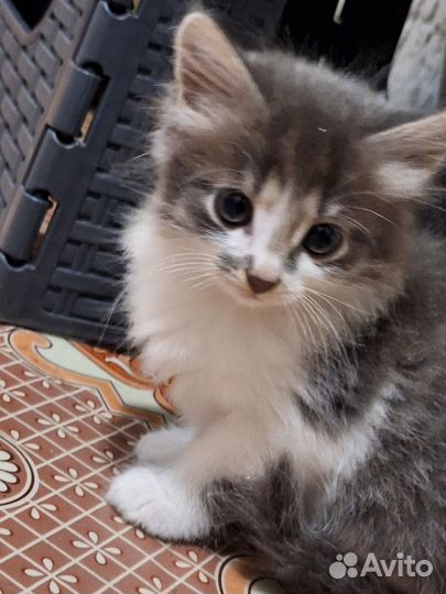 Котёнок девочка