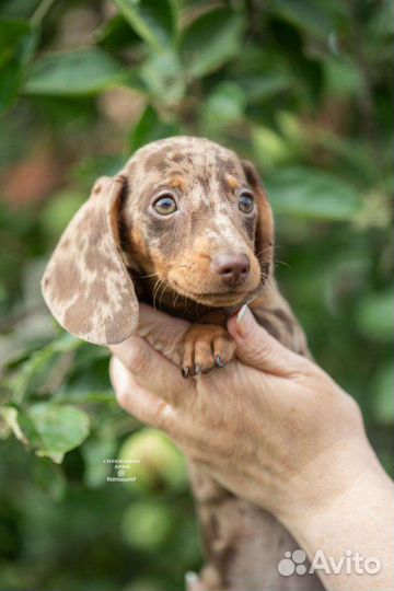 Мальчики мини. РКФ