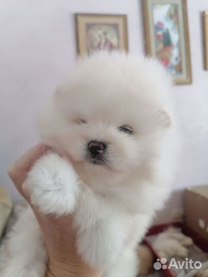 Белый померанский шпиц вязка