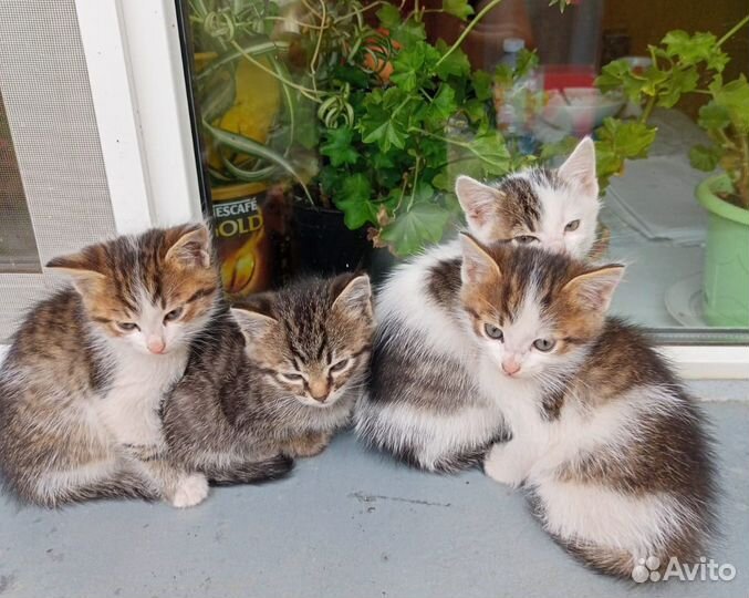 Котята в добрые руки