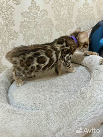 Бенгальские котята