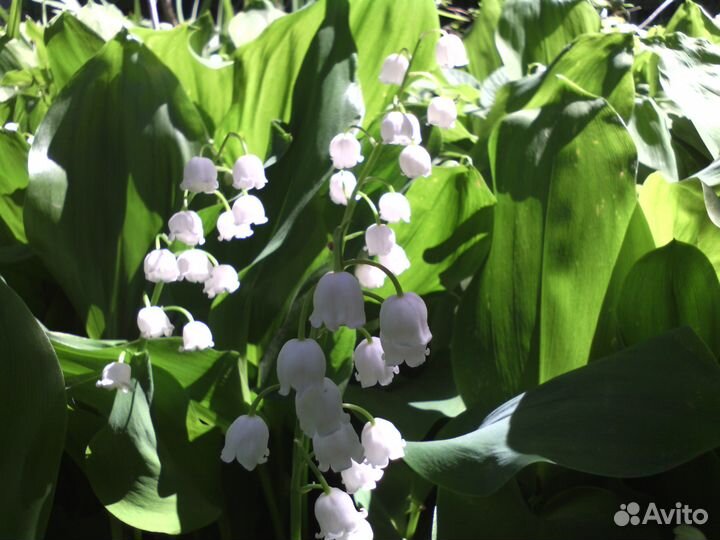 Ландыши, дюшенея, хлорофитум