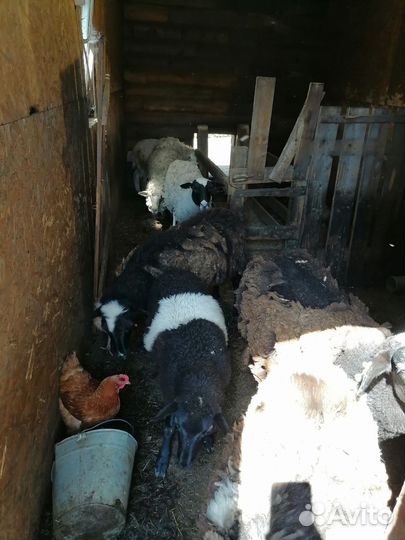 Овцы бараны