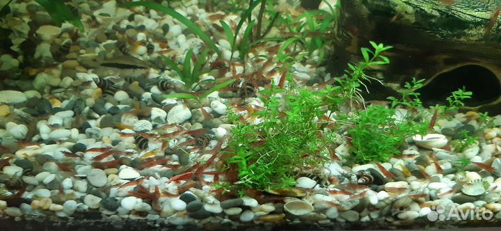 Аквариумные креветки, сомики анциструсы, меченосцы