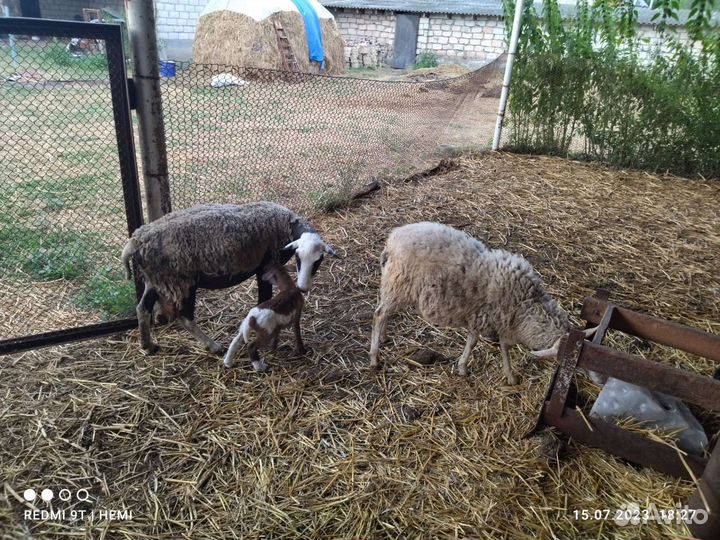 Матки и ярки