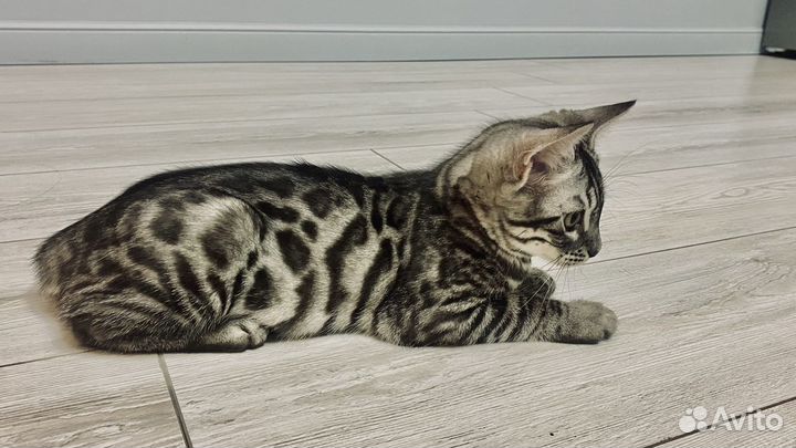Бенгальская кошка
