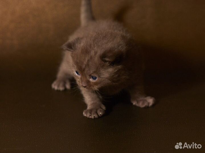 Молодой кот. Вязка