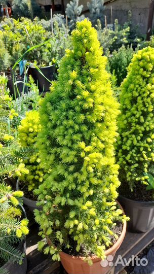 Ели Канадские и другие низкорослые