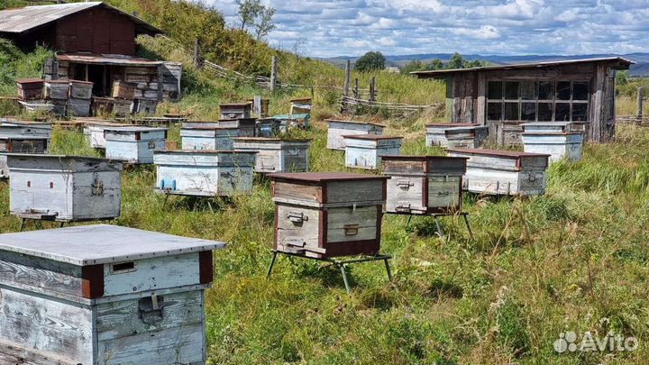 Продам пчел с ульями