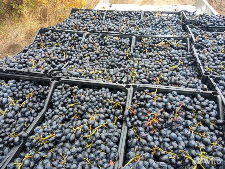 Виноград молдова