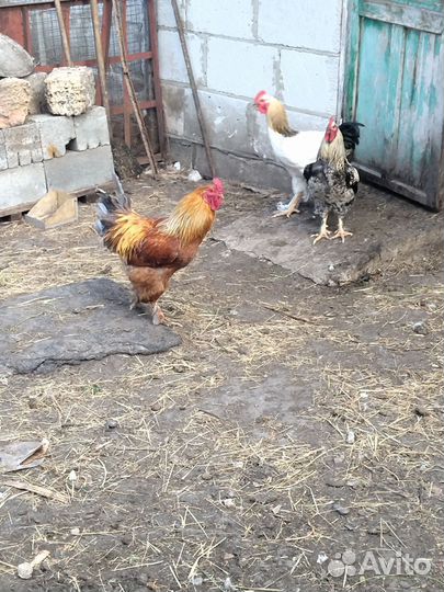 Домашние петушки