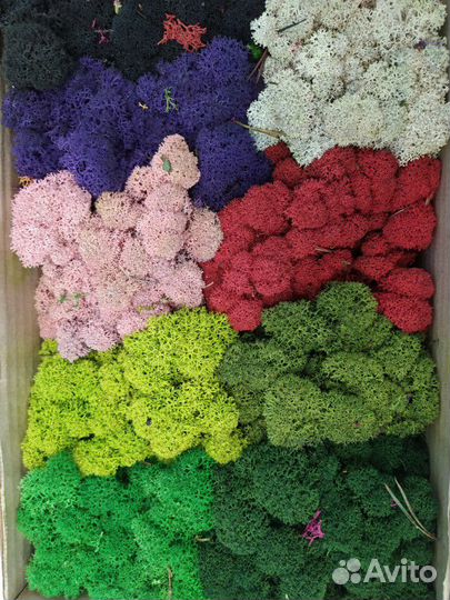 Мох стабилизированный