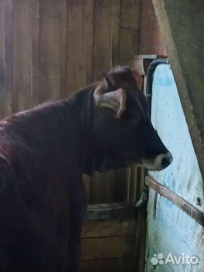 Нетель джерси