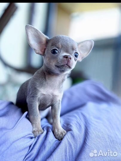 Чихуахуа лиловый мальчик