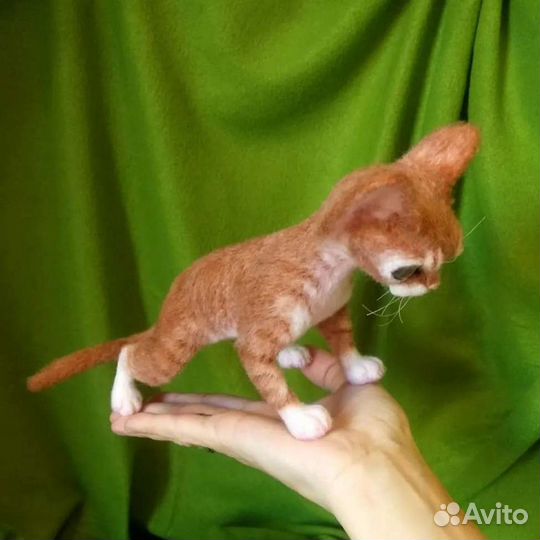 Котёнок Девон Рекс