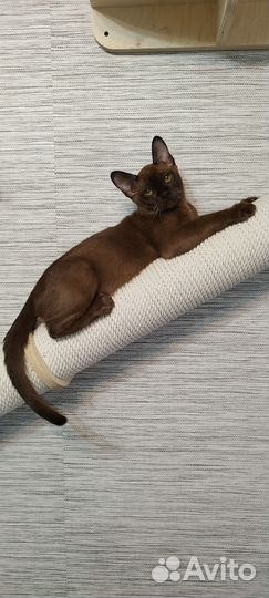 Мальчики, девочки,3 окраса