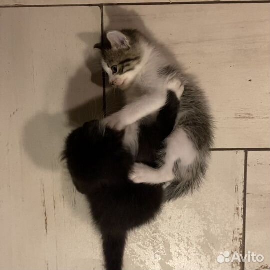 Котята в добрые руки