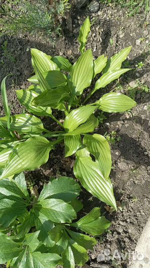 Хосты, лилии