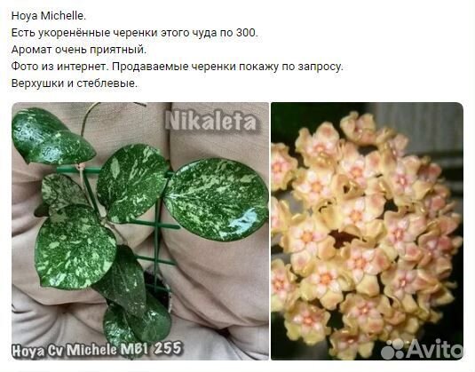 Хойи с яркой заливкой и сплэшем. Есть набором