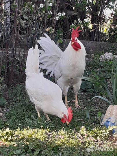 Суточные цыплята