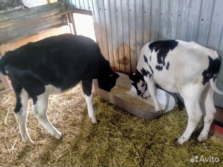 Тёлки голштинки козы козлята