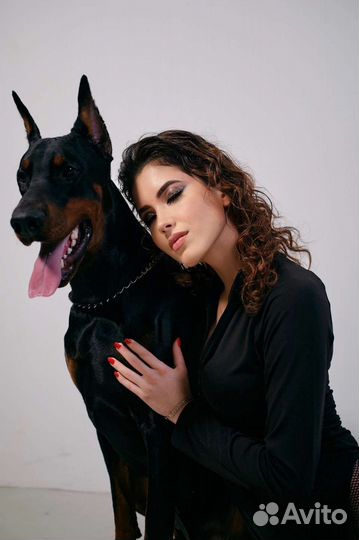 Доберман для фотосессии