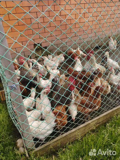 Куры несушки