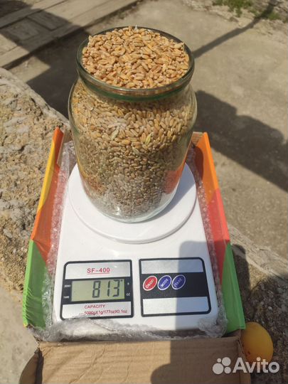 Продам пшеницу,урожай 2023г