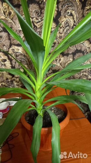 Пальма юкка