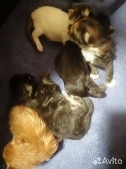 Котята мейн-кун