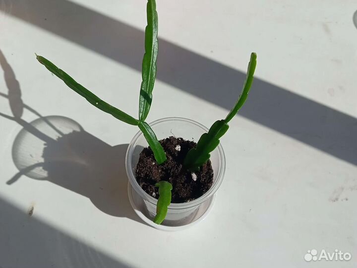 Липисмиум Боливийский-лесной кактус