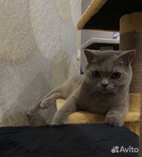 Домик для кошки с когтеточкой