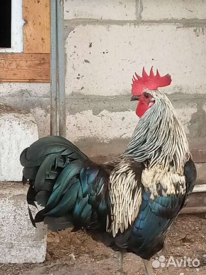 Инкубационное яйцо