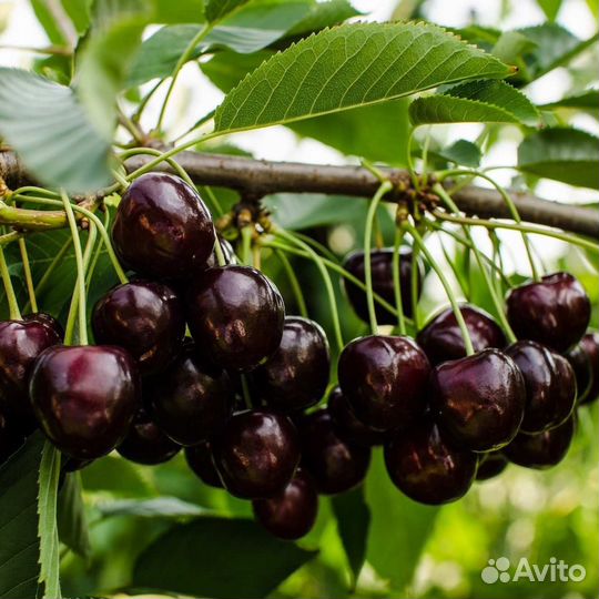 Саженцы Черешни Кордия