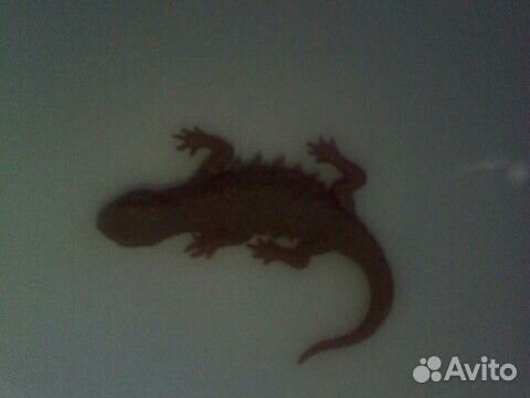 Животные деагостини