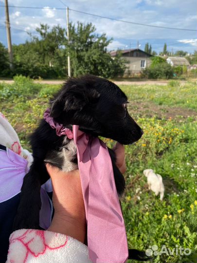 Русская борзая