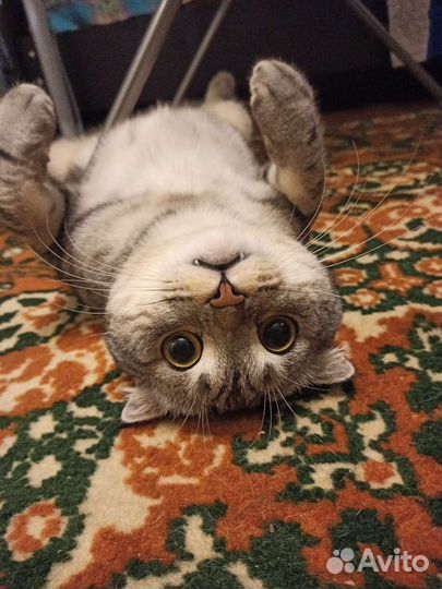 Отдам котика в добрые руки)