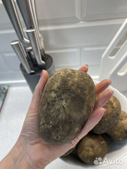 Продам картофель