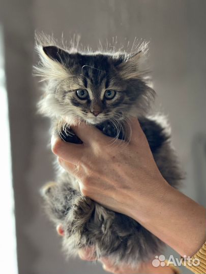 Котята пушистики в добрые руки