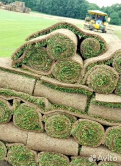 Рулонный газон 