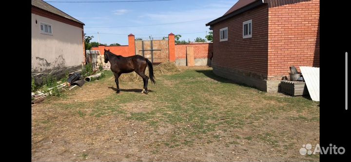 Английская чистокровная кобыла