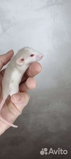 Крысята, крысы, крысы дамбо