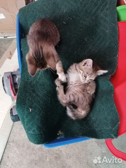 Кошки в добрые руки бесплатно