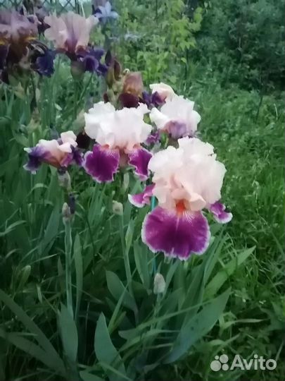 Ирисы
