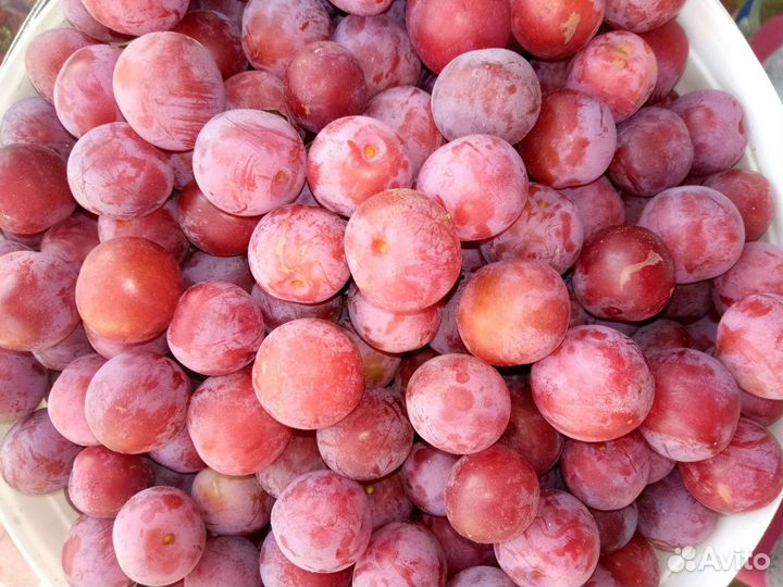 Саженцы сливы