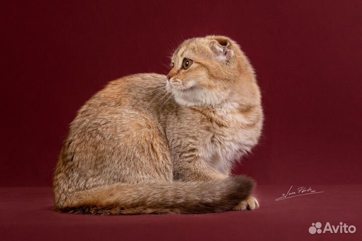 Шоколадные черепаховые кошечки, котята шоу-брид