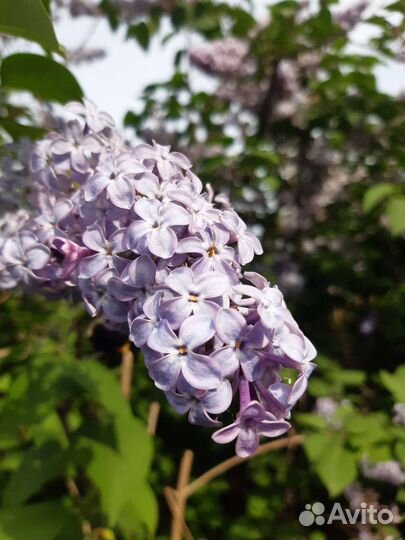 Саженцы сирени