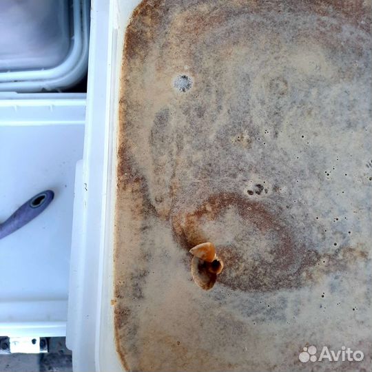 Продаём мёд гречневый