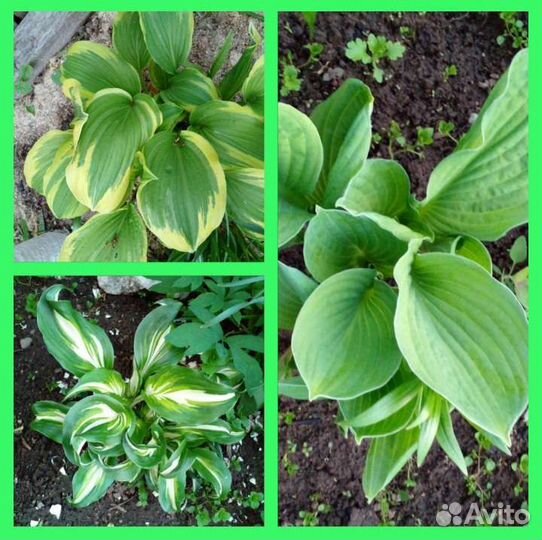 Многолетние цветы, пряные травы