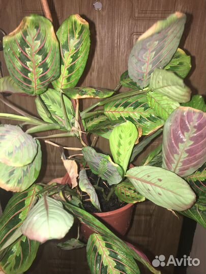 Маранта триколор